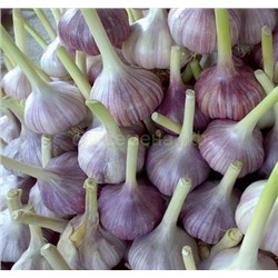 Чеснок Скиф озимый (4-6см) фас 250гр