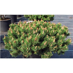 Сосна горная Пумило семена (20шт) (Код: 93730)