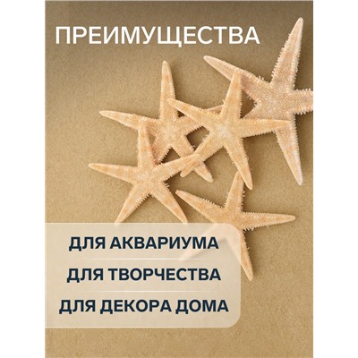 Набор из 5 морских звезд, размер каждой 3-5 см