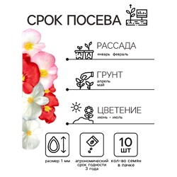 Семена  цветов Бегония вечноцветущая "Сенатор F1", смесь, О, 10 шт