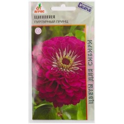 Цинния Пурпурный принц (Код: 67838)