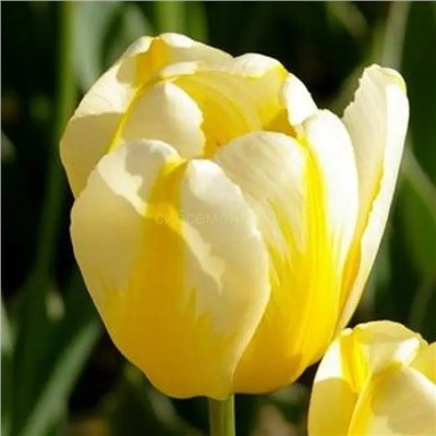 Тюльпан Джап Грут (дарвинов) 11/12 3шт СдС