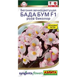 Бегония Бада Бум роза биколор (Код: 93732)