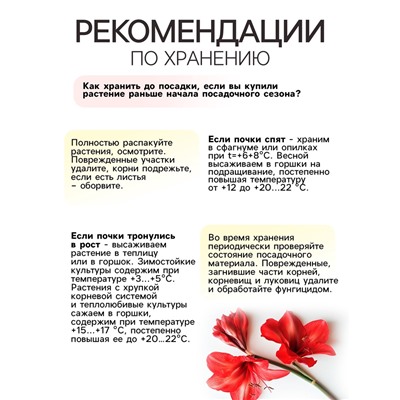 Бегония махровая «Скарлет», луковица, р-р 4/5, 5 шт.