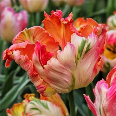 Тюльпан Эприкот Пэррот 11/12 3шт СдС