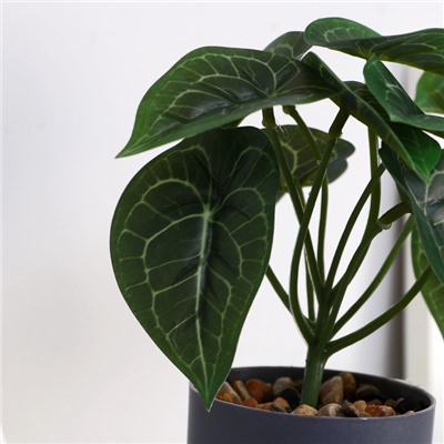 Искусственный цветок в горшке «Алоказия галант», 7.5×15 см