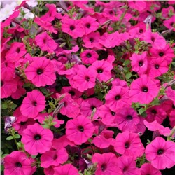 5181D Петуния ампельная Тайдал Вэйв Парпл 5шт