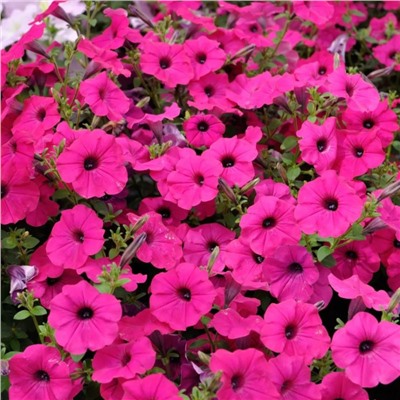 5181D Петуния ампельная Тайдал Вэйв Парпл 5шт