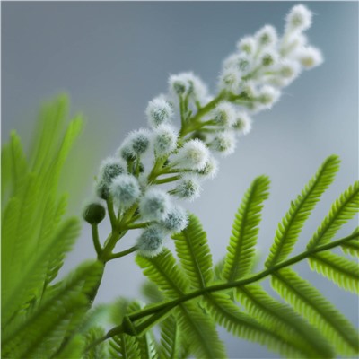 Цветок искусственный Мимоза 86 см / MNY-02 /уп 150/600/белая