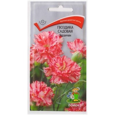 Гвоздика Садовая Авранчин (Код: 69544)