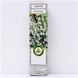Сакура (Вишня декоративная) "Альба Плена", 1 шт, туба, Весна 2025