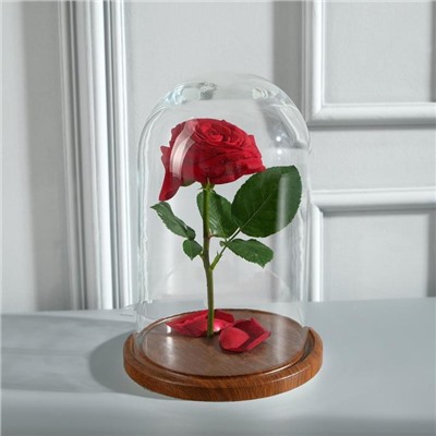 Стеклянный купол-клош на деревянной подставке «Венсан», 25×15 см, коричневый