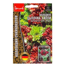 Семена цветов Молодило Цыпочка - Хиппи  5драже   12.29 г.