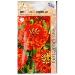 Цинния Алое Пламя  изящная (Код: 78539)