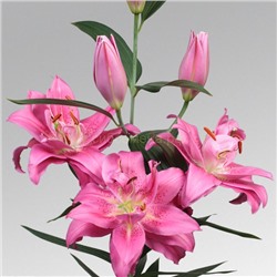 Лилии Твифорд махр восточная 14/16 2шт СдС