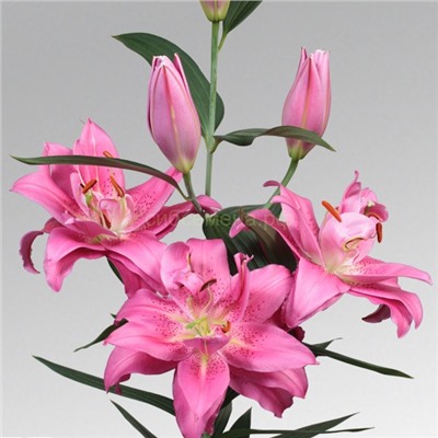 Лилии Твифорд махр восточная 14/16 2шт СдС