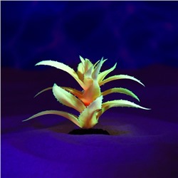 Растение для аквариума и террариума, светящееся, 10 см, красное