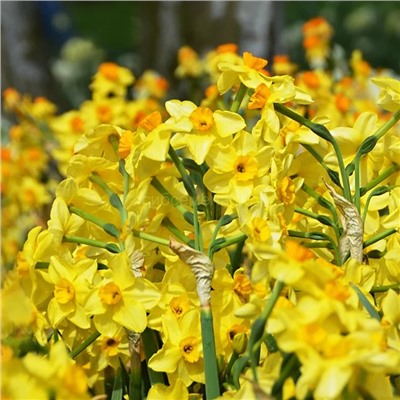 Нарцисс Голден Даун 10/12 2шт СдС