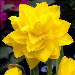 Нарцисс Голден Дукат 12/14 2шт СдС