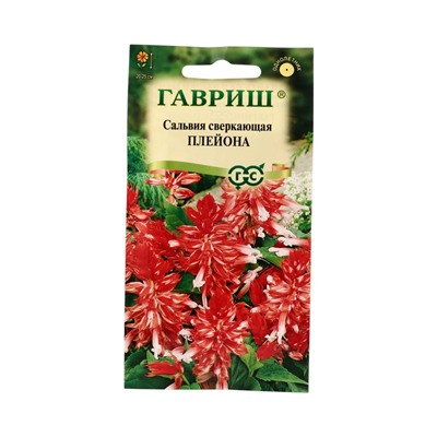 Семена цветов Сальвия Плейона* карликовая  4 шт.