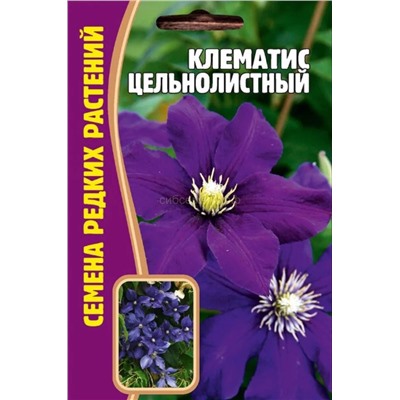 Клематис Цельнолистный (Редкие)
