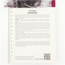 Клопогон простой Вайт Пёрл, р-р I, 1 шт.