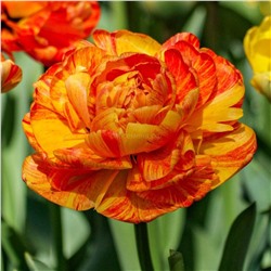 Тюльпан Санловер махровый позний 11/12 3шт СдС