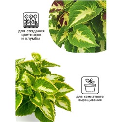 Семена цветов Колеус Визард Жаде, 10шт