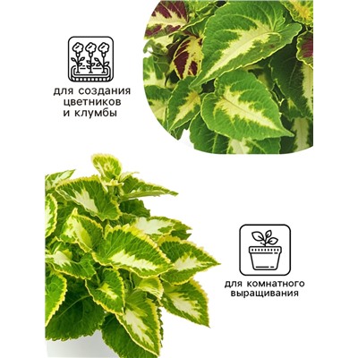 Семена цветов Колеус Визард Жаде, 10шт