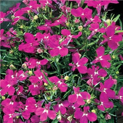 5238D Лобелия эринус Ривьера Роуз 5шт