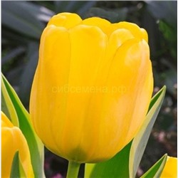 Тюльпан Гарант (дарвинов) 11/12 3шт СдС