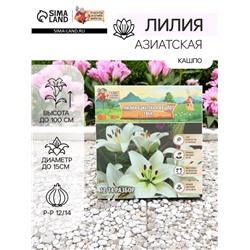 Лилия Азиатская Кашпо Gwen, луковица в пакете с перфорацией, р-р 12/14, 2 шт.