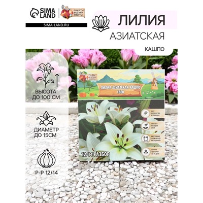 Лилия Азиатская Кашпо Gwen, луковица в пакете с перфорацией, р-р 12/14, 2 шт.