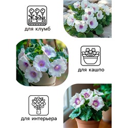 Семена комнатных цветов Глоксиния Аванти «Светло-фиолетовая», F1, «Гавриш», 4 шт.