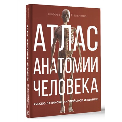 АСТ Палычева Любовь Николаевна "Атлас анатомии человека. Русско-латинско-английское издание"