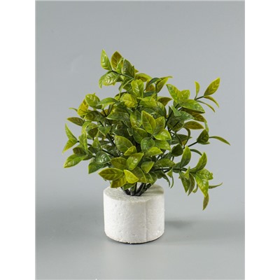 УЦЕНКА Бонсай «Руэллия», 9×20 см, без горшка, МИКС