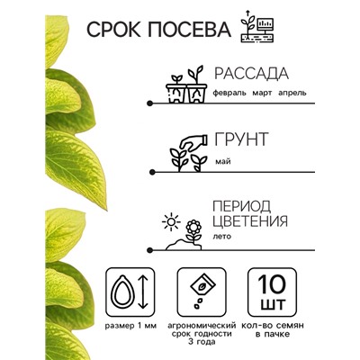 Семена цветов Колеус Визард Голден, 10шт