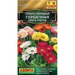 Гербера Горшечная Аэлита