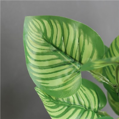 Искусственный цветок в горшке «Калатея орбифолия», 20×8 см, зелёный