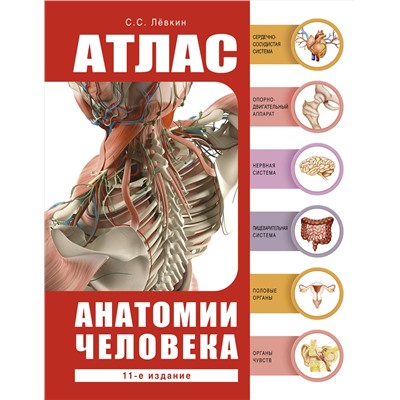 АСТ Лёвкин С.С. "Атлас анатомии человека"