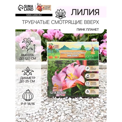 Лилии Трубчатые смотрящие вверх Pink Planet, луковица в пакете с перфорацией, р-р 14/16, 2 шт.
