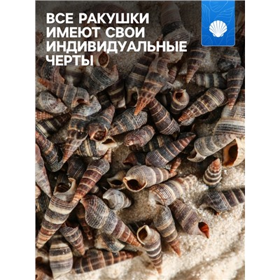 Набор ракушек Батиллярия, 100 г