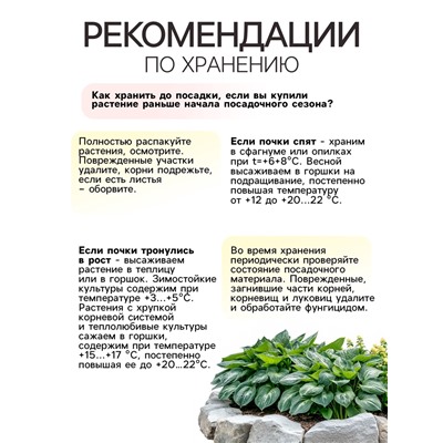 Хоста "Fragrant Bouquet", р-р I, размер ML,1 шт, Весна 2025