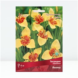 Луковица Тигридия павлинья Йеллоу, 10 шт., р-р 5/7