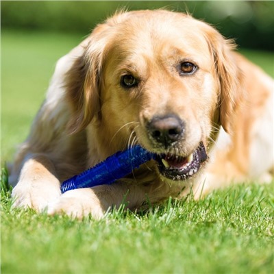 Жевательная игрушка для собак «Палка», 24.5 см, тренировочная, полая, синяя