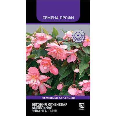 Бегония Энканта Пинк (Код: 92794)