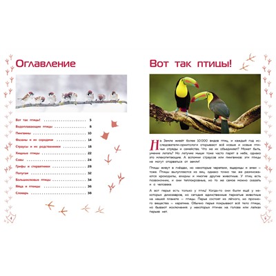 Эксмо "Птицы"