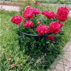 Кустодержатель, d=80 см, h=50 см, ножка d=2 см, пластик, чёрный, «Смородина +»