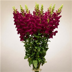 5209D Антирринум (Львиный зев) Кул Кримсон 10шт