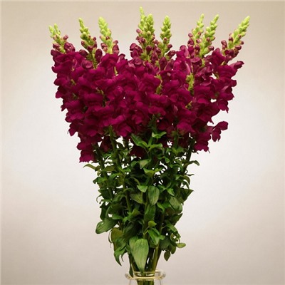 5209D Антирринум (Львиный зев) Кул Кримсон 10шт